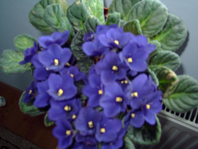 violeta - Plantele mele de interior