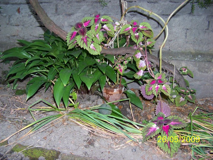 100_2639 - Primavara in curte 2  Timisoara