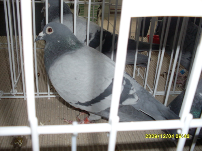 SDC11973 - expozitie deva 12-06-2009