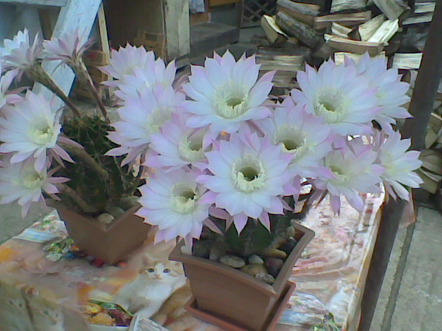 Imag042