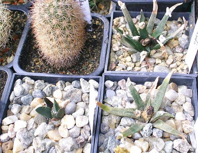 Ariocarpus