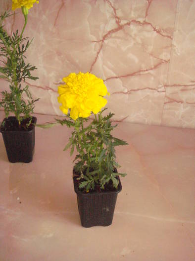 DSC01348 - florile mele