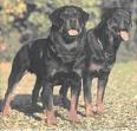 Rottweiler