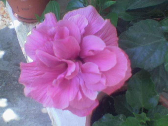 Hibiscus 3 - Flori