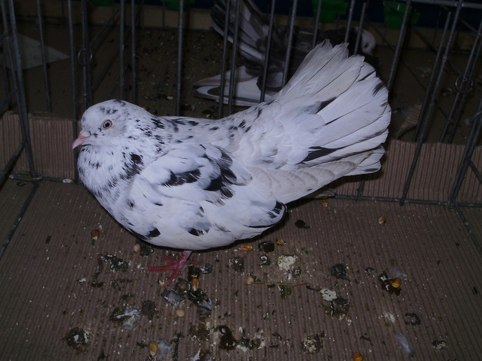 10880 ro 1 - 1507 partea 6a