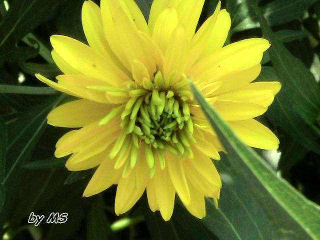 floare - Heliopsis - Scabra