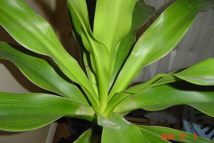 dracaena