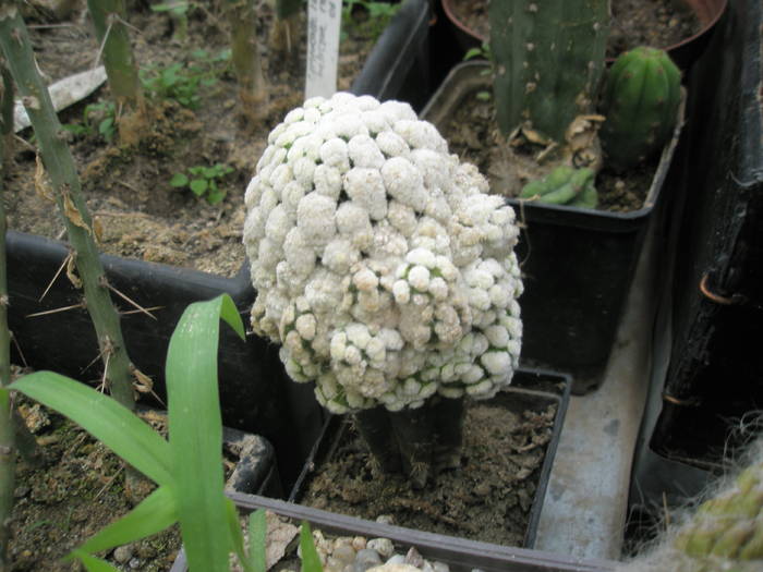 P6010111 - plantele lui George Nitu