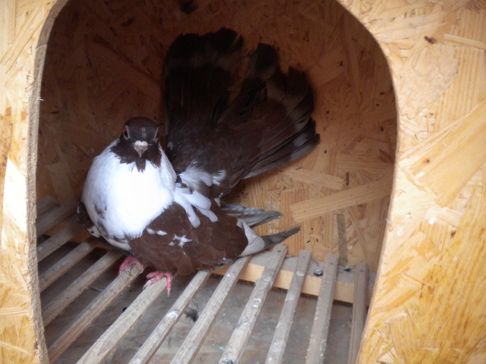 Picture 127 - Raicu 1