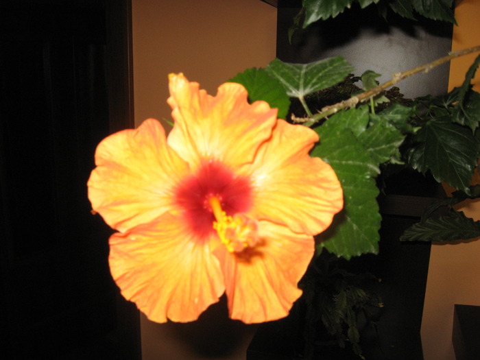 IMG_0305 - hibiscus