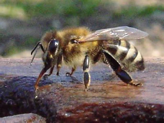 a1 - apicultura