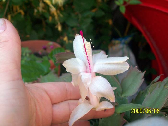 Schlumbergera Alba - Diverse