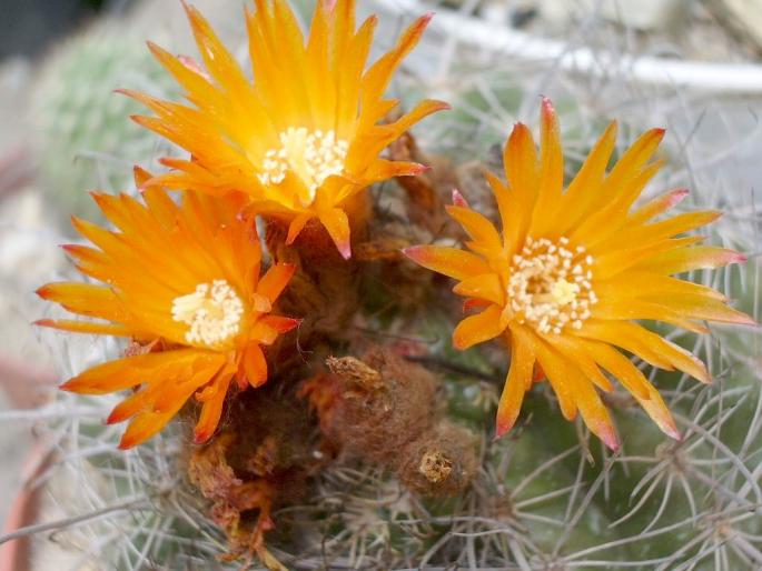 Parodia mairanana - flori - cactusi