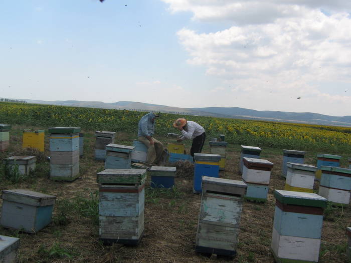 18iulie 028 - albinarit