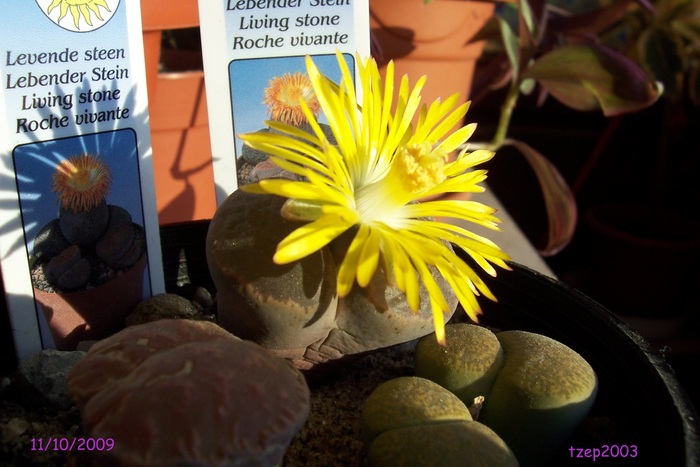 11.10.2009 - Lithops si Pleiospilos