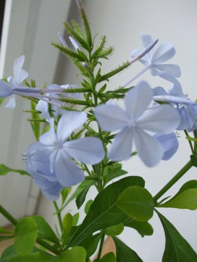 plumbago