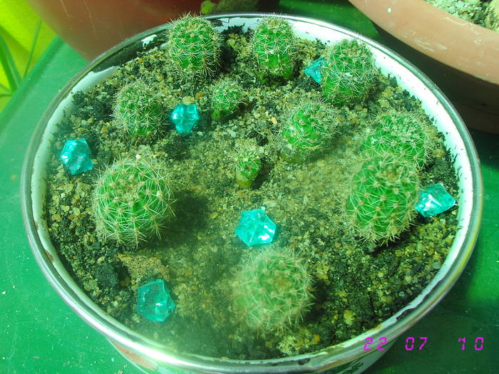 Pui echinopsis roz