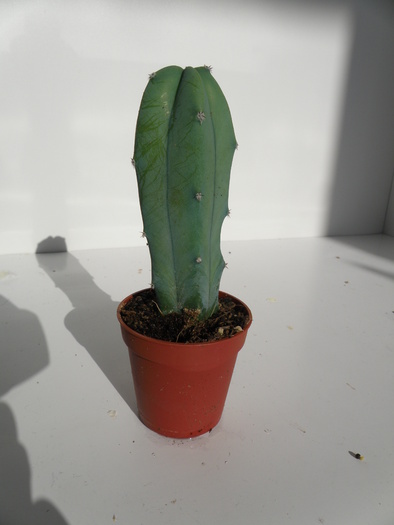 Picture 062 - cactusi