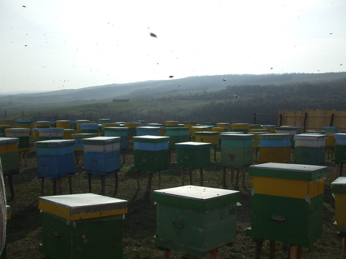 DSCF1708 - stupina  incepand cu 2008