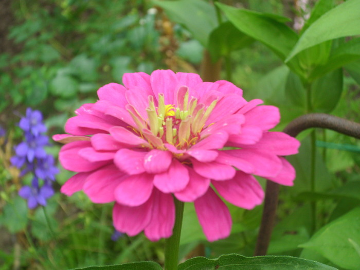 DSCI0344 - carciumarese-zinnia