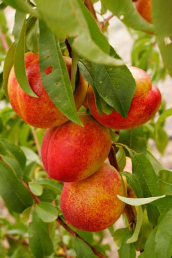 NECTARINE