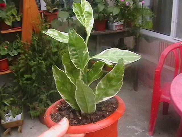 Picture 027 - oxigenul din case 2009
