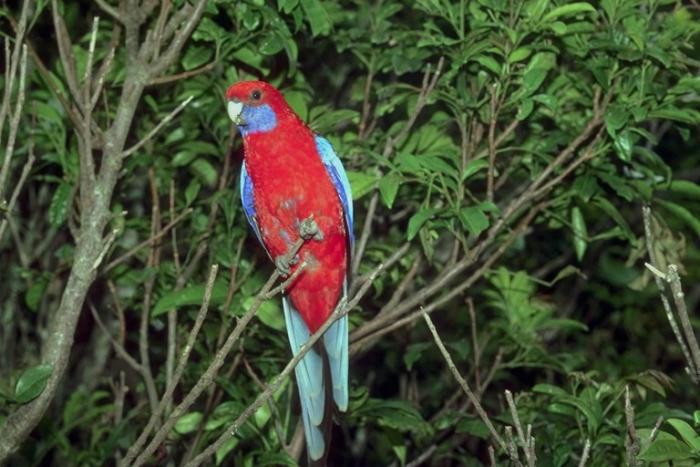 19 - papagali colorati