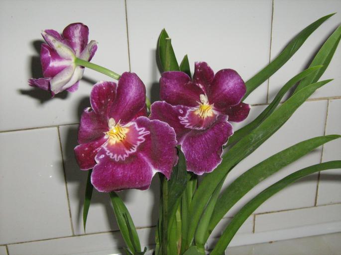 IMG_1556 - Orhidee in 2008