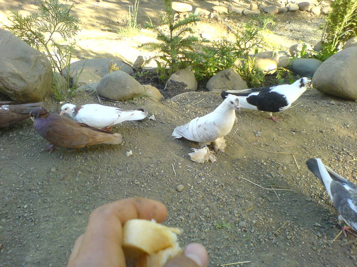 DSC01078 - poze 2009