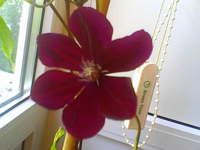 clematita mea