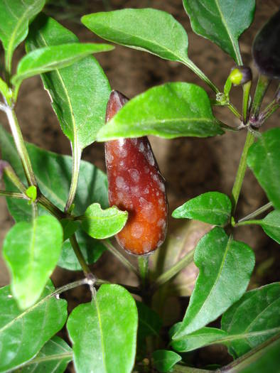 Black-Purple-Red Pepper (2009, Aug.05) - Black Chili Pepper_01