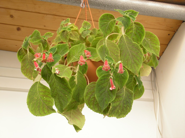 KOHLERIA; KOHLERIA
