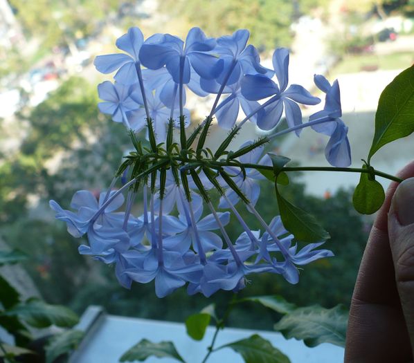 P1160591 - PLUMBAGO