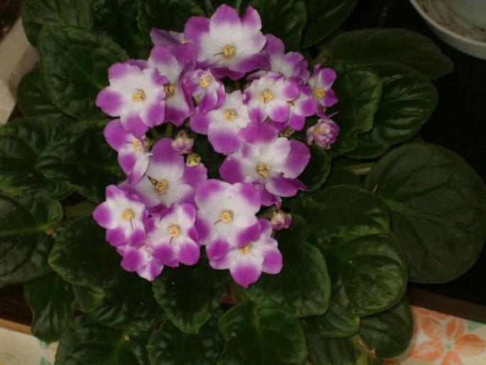 saintpaulia alb-lila la prima inflorire - violete