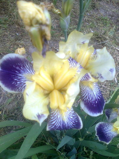  - flori din gradina2009