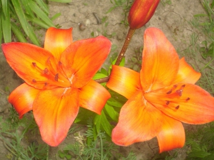 DSCI0813 - flori din gradina mea