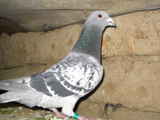 Mascul 2005