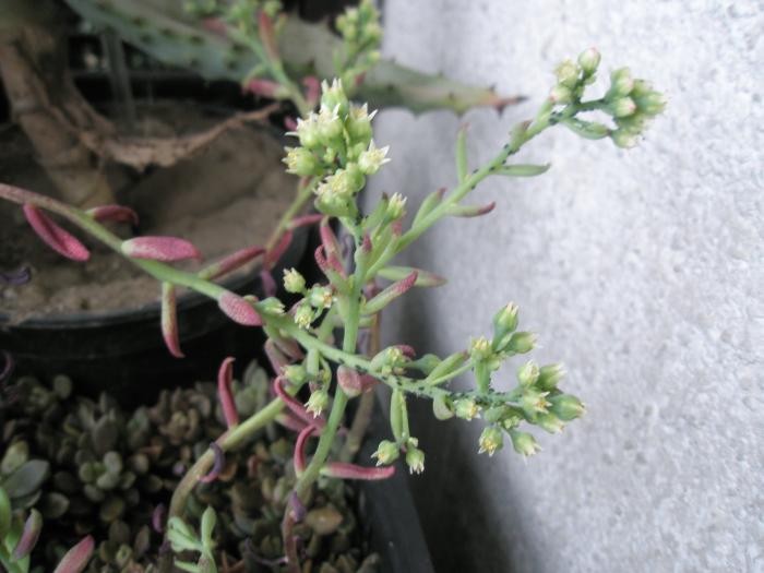 Sinocrassula cu flori - cactusi la iernat 2008-2009