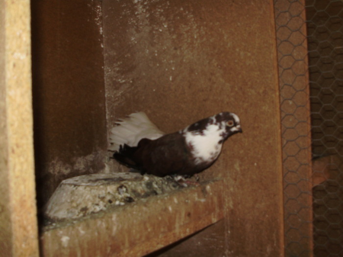 P9061434 - 1709 Marian Anghel