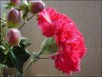 Garoafa - Concurs Flori