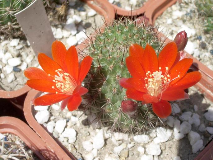 Aylostera spinossisima - CACTUSI - ANUL 2008