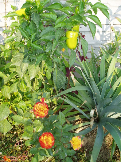 PA100403 - Florile mele 2009