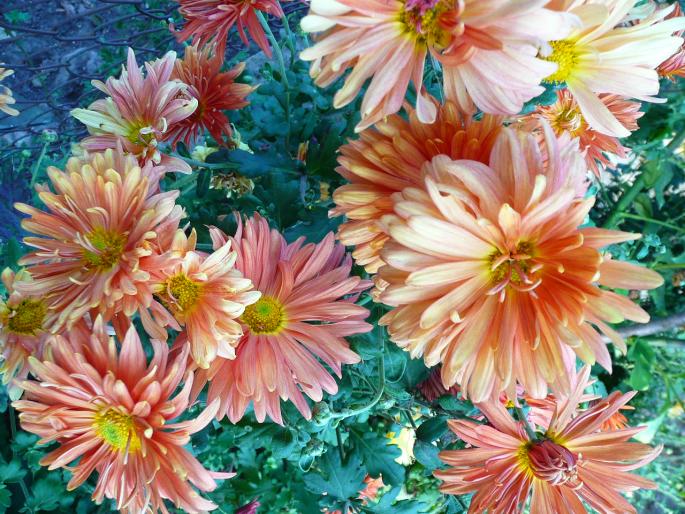 P1010357 - Gradina flori