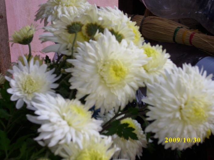 DSCI2079 - crizanteme