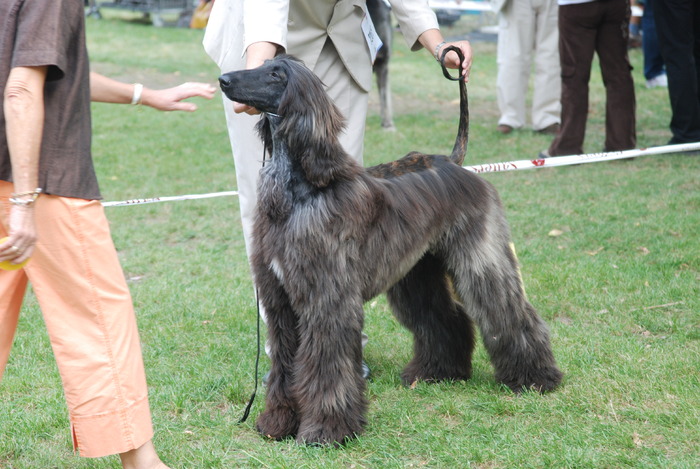 DSC_0194 - Concurs international de frumustete canina 2009 TgMures