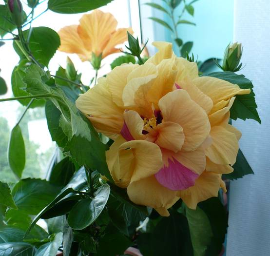 P1130464
