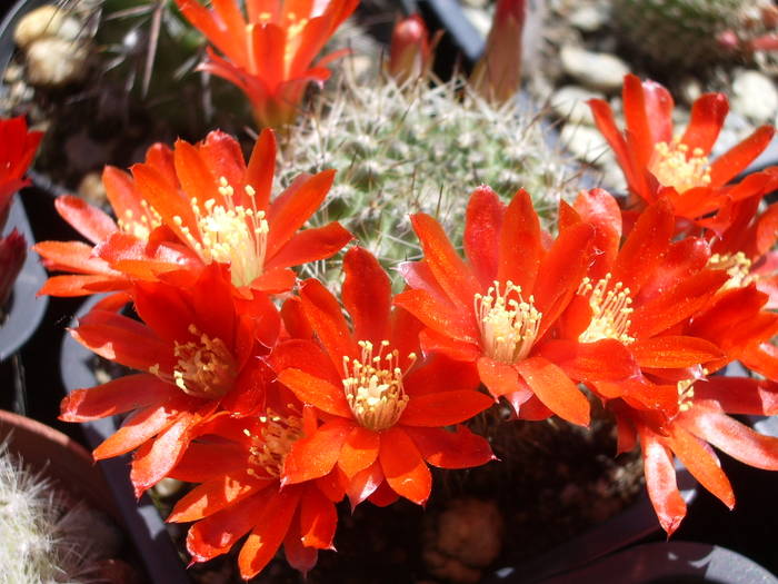 Rebutia fiebrigii