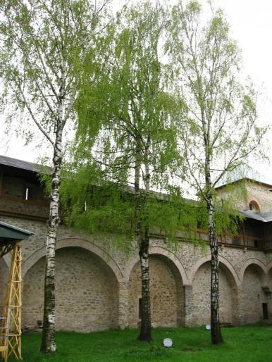 IMG_4131 - Manastiri Bucovina