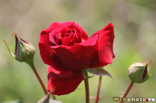 trandafir - Gradina Botanica