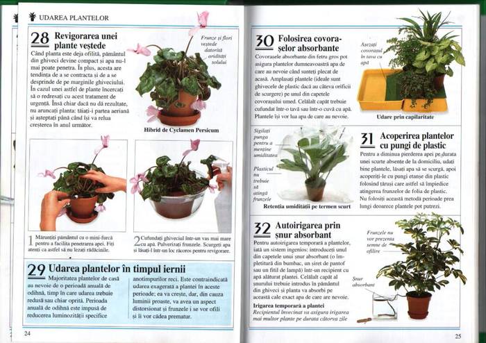12 - informatii plante